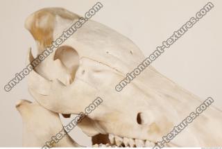photo reference of skull 0038